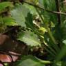 Fotografia 18 da espécie Saxifraga spathularis do Jardim Botânico UTAD