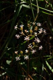 Fotografia da espécie Saxifraga spathularis