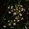Fotografia 19 da espécie Saxifraga spathularis do Jardim Botânico UTAD