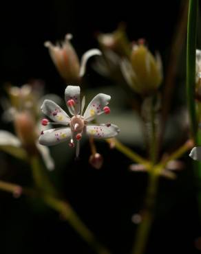 Fotografia 20 da espécie Saxifraga spathularis no Jardim Botânico UTAD