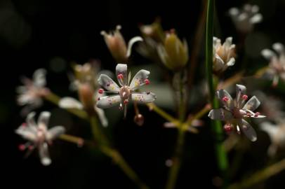 Fotografia da espécie Saxifraga spathularis