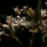 Fotografia 20 da espécie Saxifraga spathularis do Jardim Botânico UTAD