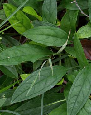 Fotografia 4 da espécie Omphalodes nitida no Jardim Botânico UTAD