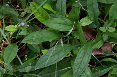 Fotografia da espécie Omphalodes nitida