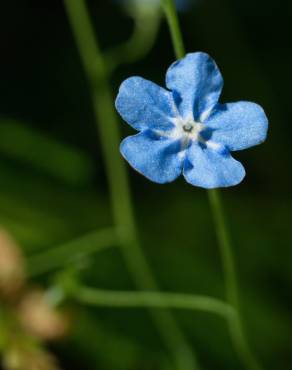 Fotografia 6 da espécie Omphalodes nitida no Jardim Botânico UTAD