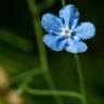 Fotografia 6 da espécie Omphalodes nitida do Jardim Botânico UTAD