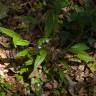 Fotografia 7 da espécie Omphalodes nitida do Jardim Botânico UTAD