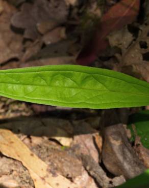 Fotografia 8 da espécie Omphalodes nitida no Jardim Botânico UTAD