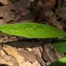 Fotografia 8 da espécie Omphalodes nitida do Jardim Botânico UTAD