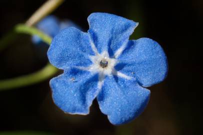 Fotografia da espécie Omphalodes nitida