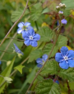 Fotografia 10 da espécie Omphalodes nitida no Jardim Botânico UTAD