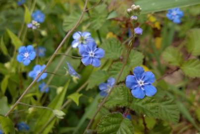 Fotografia da espécie Omphalodes nitida