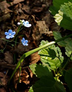 Fotografia 11 da espécie Omphalodes nitida no Jardim Botânico UTAD