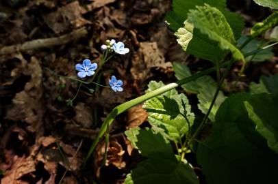 Fotografia da espécie Omphalodes nitida