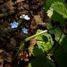 Fotografia 11 da espécie Omphalodes nitida do Jardim Botânico UTAD