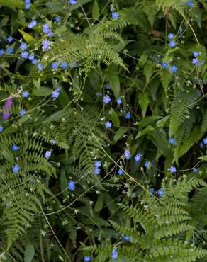 Fotografia 12 da espécie Omphalodes nitida no Jardim Botânico UTAD