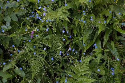 Fotografia da espécie Omphalodes nitida