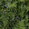 Fotografia 12 da espécie Omphalodes nitida do Jardim Botânico UTAD