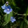 Fotografia 13 da espécie Omphalodes nitida do Jardim Botânico UTAD