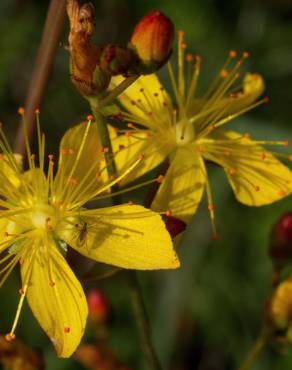 Fotografia 11 da espécie Hypericum pulchrum no Jardim Botânico UTAD