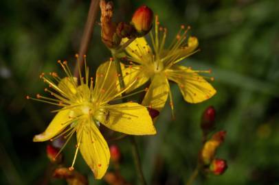 Fotografia da espécie Hypericum pulchrum