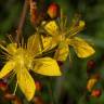 Fotografia 11 da espécie Hypericum pulchrum do Jardim Botânico UTAD