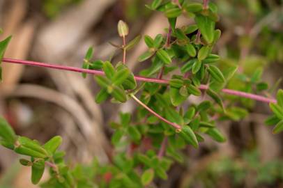 Fotografia da espécie Hypericum pulchrum