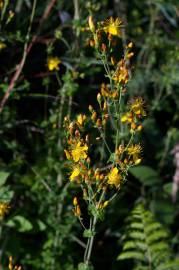 Fotografia da espécie Hypericum pulchrum