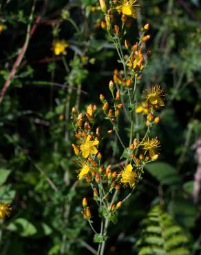 Fotografia 14 da espécie Hypericum pulchrum no Jardim Botânico UTAD