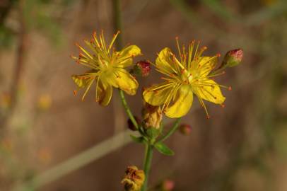 Fotografia da espécie Hypericum pulchrum