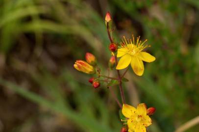 Fotografia da espécie Hypericum pulchrum