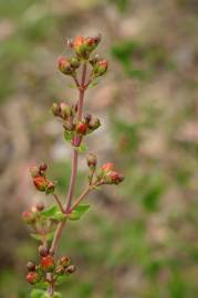 Fotografia da espécie Hypericum pulchrum