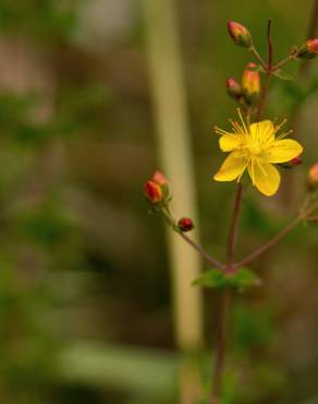 Fotografia 18 da espécie Hypericum pulchrum no Jardim Botânico UTAD