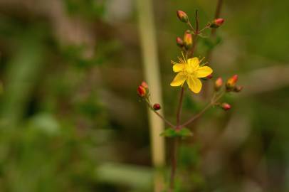 Fotografia da espécie Hypericum pulchrum