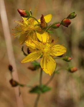 Fotografia 19 da espécie Hypericum pulchrum no Jardim Botânico UTAD