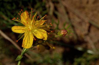 Fotografia da espécie Hypericum pulchrum