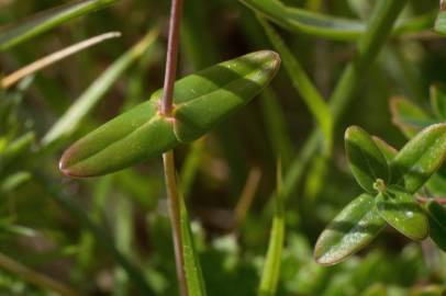 Fotografia da espécie Hypericum pulchrum