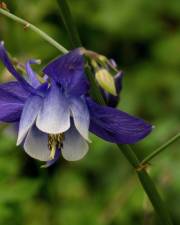 Fotografia da espécie Aquilegia vulgaris