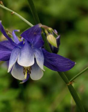 Fotografia 1 da espécie Aquilegia vulgaris subesp. vulgaris no Jardim Botânico UTAD