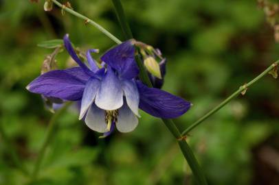 Fotografia da espécie Aquilegia vulgaris subesp. vulgaris