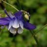 Fotografia 1 da espécie Aquilegia vulgaris subesp. vulgaris do Jardim Botânico UTAD