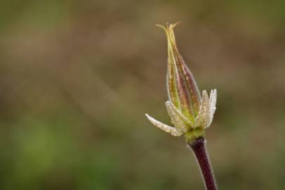 Fotografia da espécie Aquilegia vulgaris subesp. vulgaris