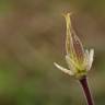 Fotografia 5 da espécie Aquilegia vulgaris subesp. vulgaris do Jardim Botânico UTAD