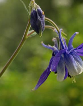 Fotografia 6 da espécie Aquilegia vulgaris subesp. vulgaris no Jardim Botânico UTAD