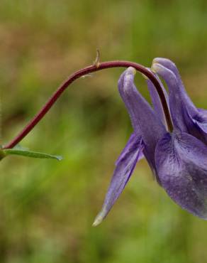 Fotografia 9 da espécie Aquilegia vulgaris subesp. vulgaris no Jardim Botânico UTAD