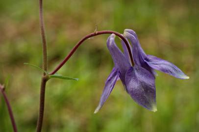 Fotografia da espécie Aquilegia vulgaris subesp. vulgaris