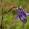 Fotografia 9 da espécie Aquilegia vulgaris subesp. vulgaris do Jardim Botânico UTAD