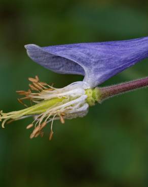 Fotografia 10 da espécie Aquilegia vulgaris subesp. vulgaris no Jardim Botânico UTAD