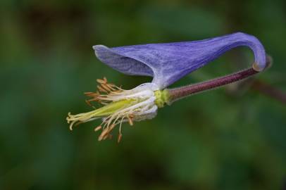 Fotografia da espécie Aquilegia vulgaris subesp. vulgaris