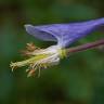 Fotografia 10 da espécie Aquilegia vulgaris subesp. vulgaris do Jardim Botânico UTAD